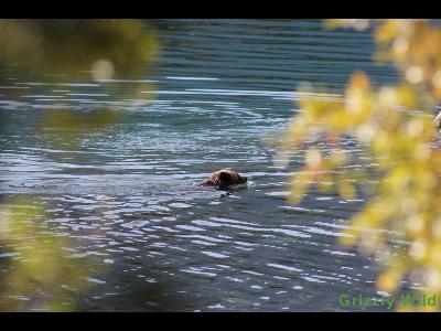 Grizzly Bears