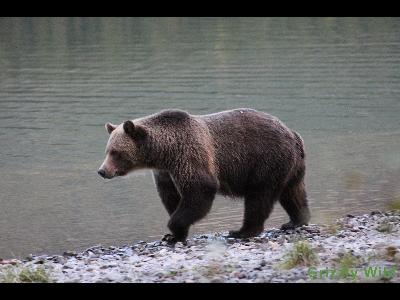 Grizzly Bears