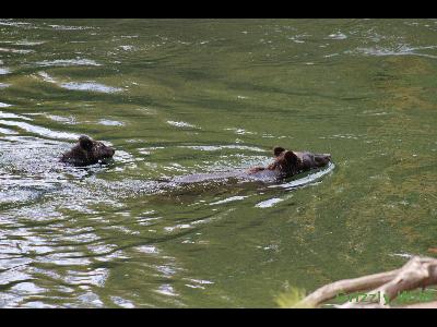 Grizzly Bears