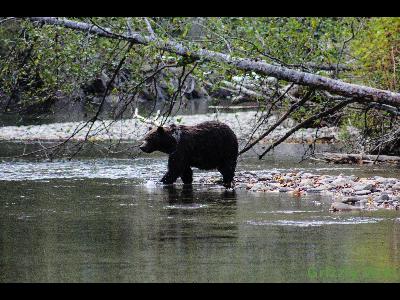 Grizzly Bears