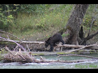 Grizzly Bears