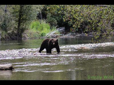 Grizzly Bears