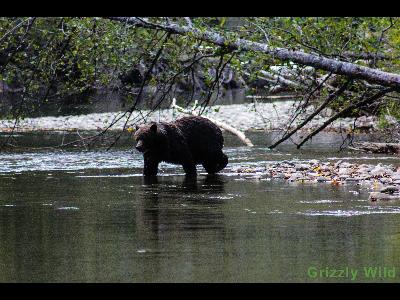 Grizzly Bears