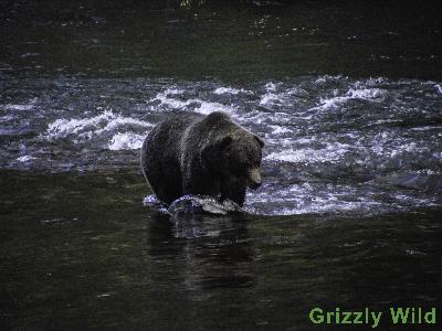 Grizzly Bears