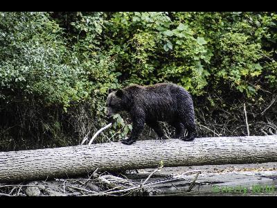 Grizzly Bears