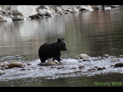 Grizzly Bears