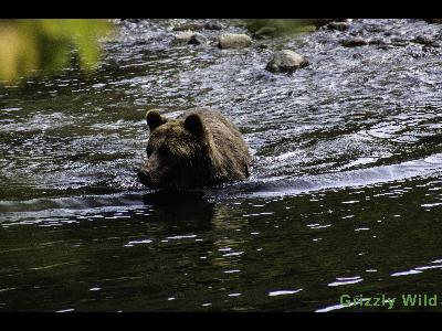 Grizzly Bears