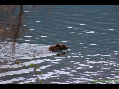 Grizzly Bears