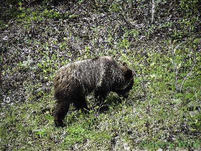 Grizzly Bears