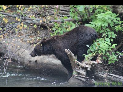 Grizzly Bears