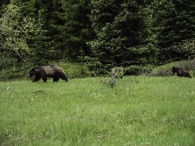 Grizzly Bears