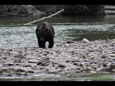 Grizzly Bears