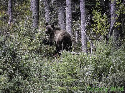 Grizzly Bears