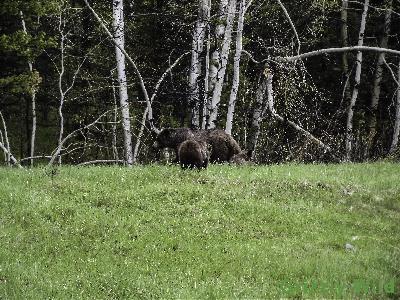 Grizzly Bears