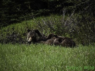 Grizzly Bears