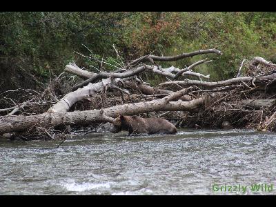 Grizzly Bears