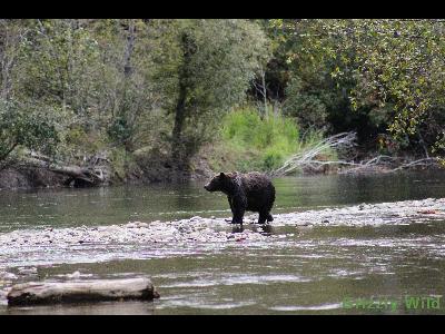 Grizzly Bears