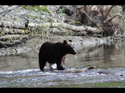 Grizzly Bears