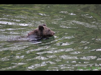 Grizzly Bears