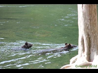 Grizzly Bears