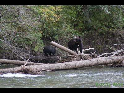 Grizzly Bears