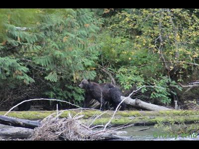 Grizzly Bears