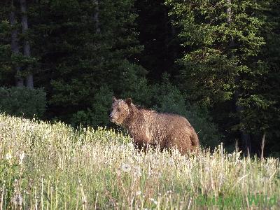 Grizzly Bears