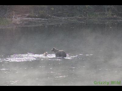 Grizzly Bears