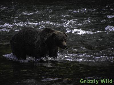 Grizzly Bears