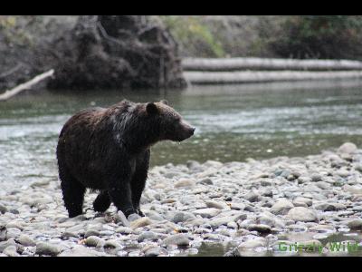 Grizzly Bears