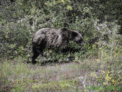 Grizzly Bears