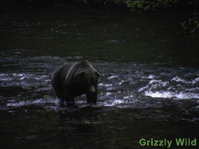 Grizzly Bears