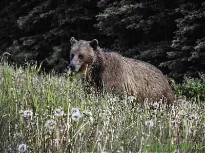 Grizzly Bears