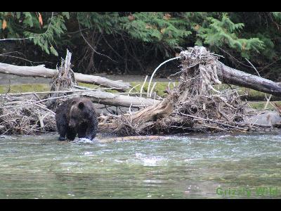 Grizzly Bears