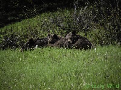 Grizzly Bears