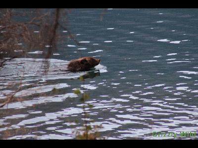 Grizzly Bears