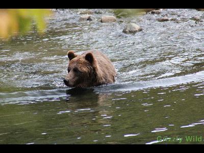 Grizzly Bears