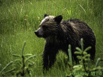 Grizzly Bears