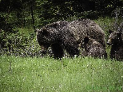 Grizzly Bears