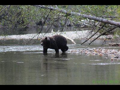 Grizzly Bears