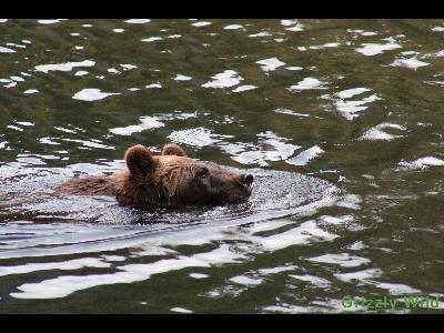 Grizzly Bears