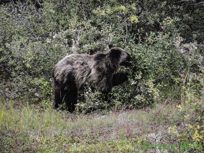 Grizzly Bears