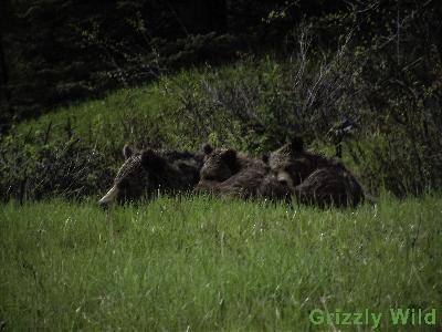 Grizzly Bears