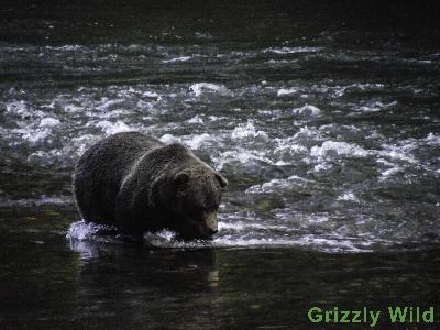 Grizzly Bears