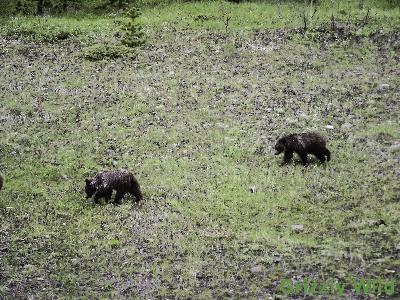 Grizzly Bears