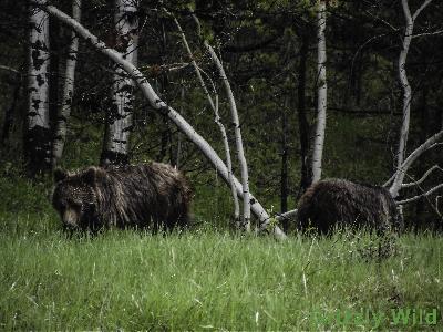 Grizzly Bears