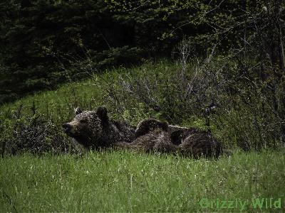 Grizzly Bears