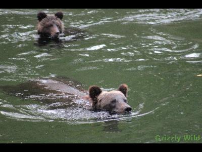 Grizzly Bears