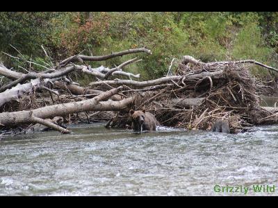 Grizzly Bears