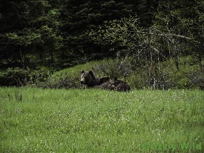 Grizzly Bears